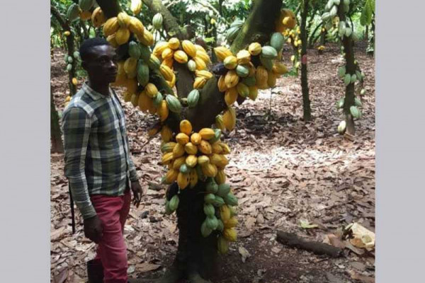 Cocoa farmers in Western North laud Cocobod's pollination programme