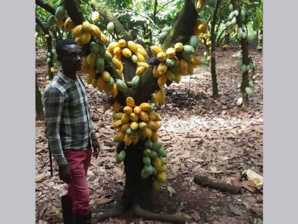 Cocoa farmers in Western North laud Cocobod's pollination programme