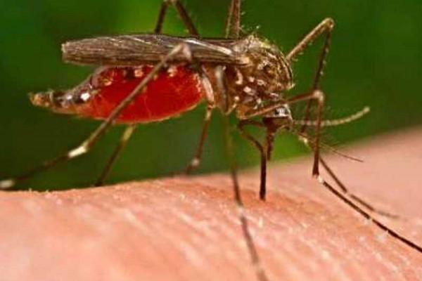 Let's protect ourselves against the vector mosquito - Physician