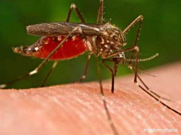 Let's protect ourselves against the vector mosquito - Physician