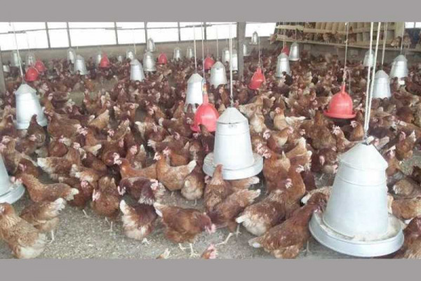 'We are critically monitoring Avian Influenza outbreak'- Chairman