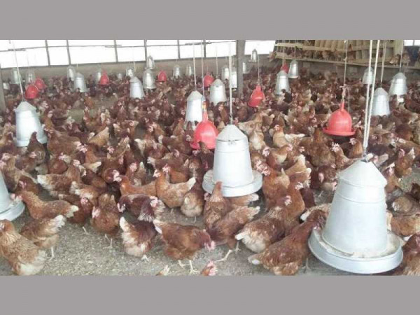 'We are critically monitoring Avian Influenza outbreak'- Chairman