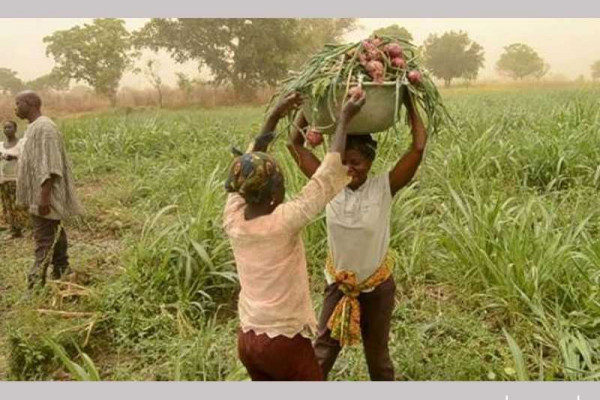 MoFA to address market challenges facing Bolgatanga Vegetable farmers