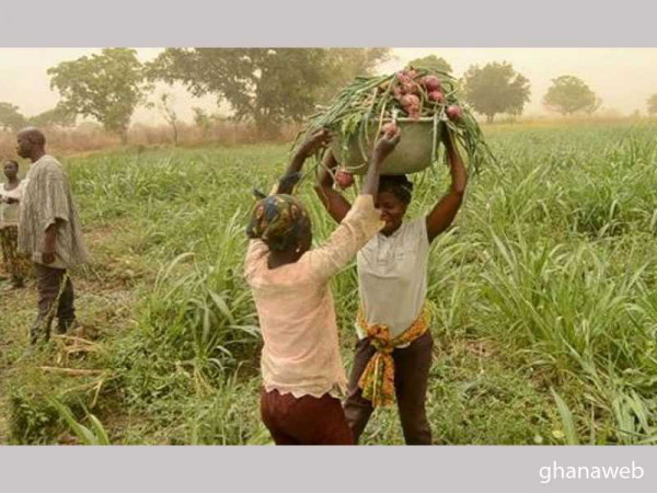 MoFA to address market challenges facing Bolgatanga Vegetable farmers