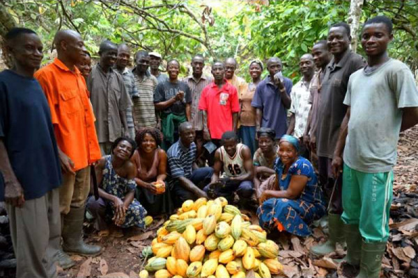 Ageing cocoa farmers may pose risk to future production