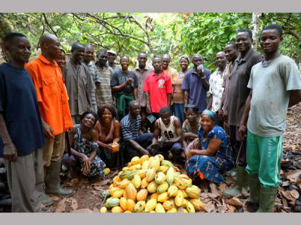 Ageing cocoa farmers may pose risk to future production