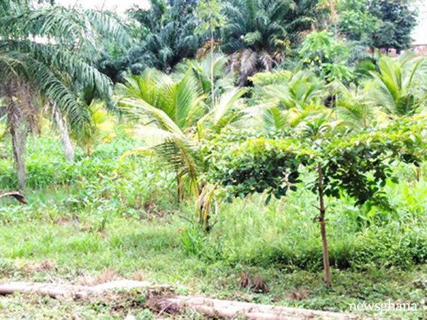 Kumasi Metropolitan Assembly plants trees to mitigate global warming