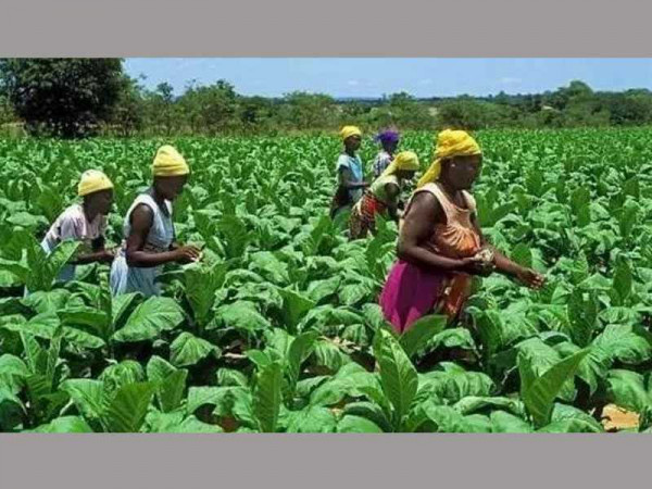 Farmers urged to pursue Agriculture as a business avenue