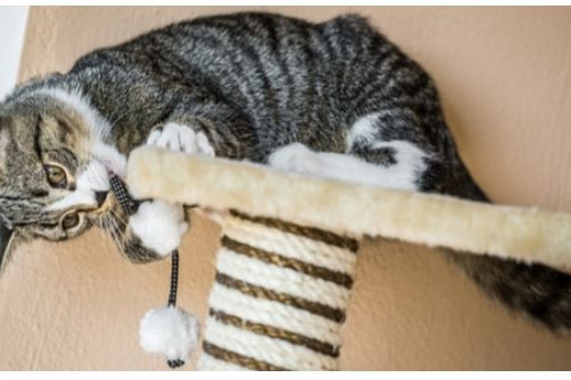 How to Make Your Own Custom Cat Tree