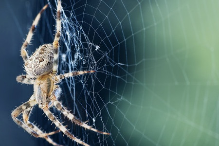 How to Get Rid of Spiders In Your Basement Crawl Space