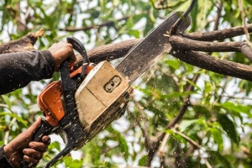 How to Trim Branches Before a Storm