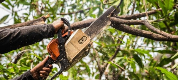 How to Trim Branches Before a Storm