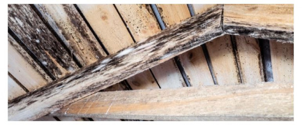 The Best Way to Kill Mold in the Attic