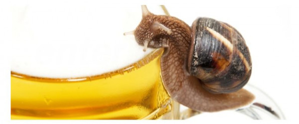 9 Easy Pest Prevention Strategies You Aren't Using