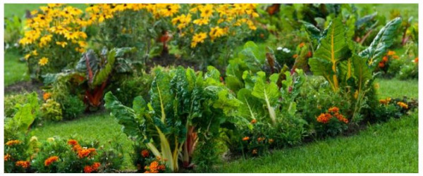Growing an Attractive Front Yard Vegetable Garden