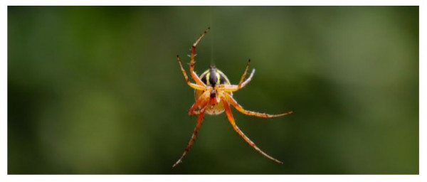 Should You Be Worrying About Flying Spiders?