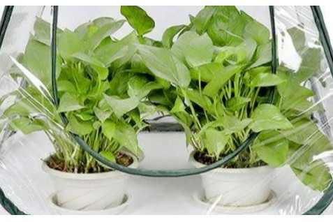 5 Mini Greenhouses for Protecting Plants