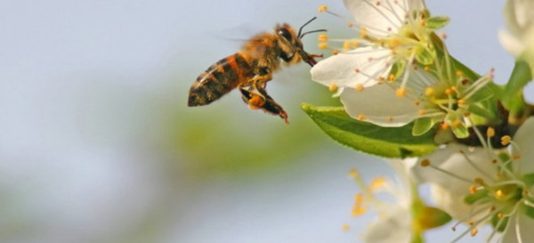 How to Make Homemade Bee Repellent