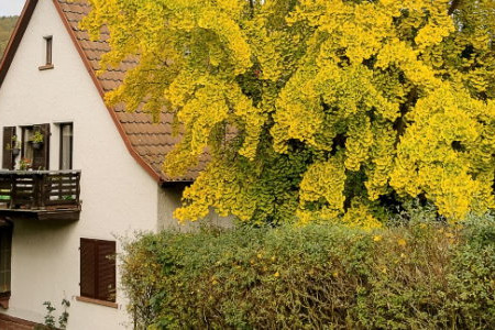 The Best Trees to Plant Near a House