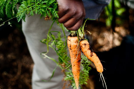 Growing Carrots the Square Foot Gardening Way