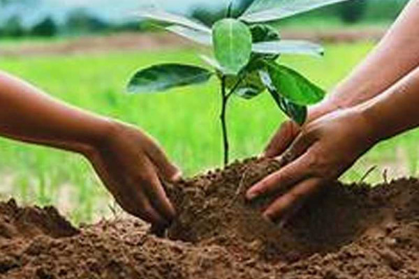 Plant more trees to maximize ground water recharge