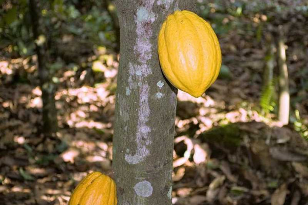 Cocoa farmers threaten to sell farms for galamsey if govt doesn’t increase price