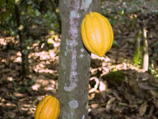 Cocoa farmers threaten to sell farms for galamsey if govt doesn’t increase price