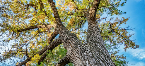 4 Fast-Growing Shade Trees