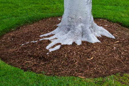 3 Ideas for Landscaping around Trees