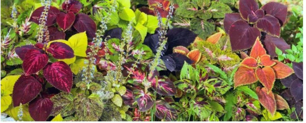 Treating Pests That Attack Your Coleus