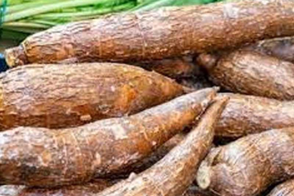 Commercialising improved cassava paramount to stimulating economic growth