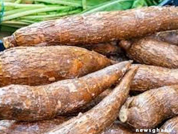 Commercialising improved cassava paramount to stimulating economic growth