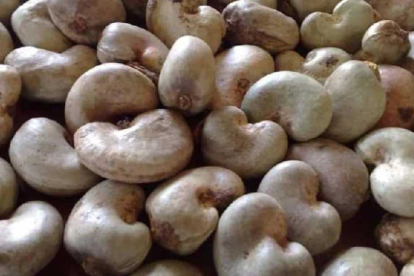 Cashew Price Cut Poses Risk to Smallholder Farmers — CWG