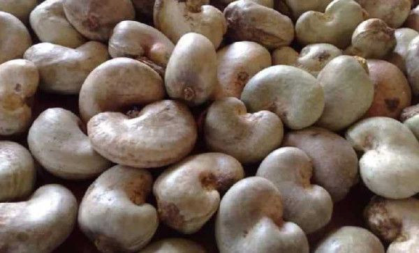 Cashew Price Cut Poses Risk to Smallholder Farmers — CWG