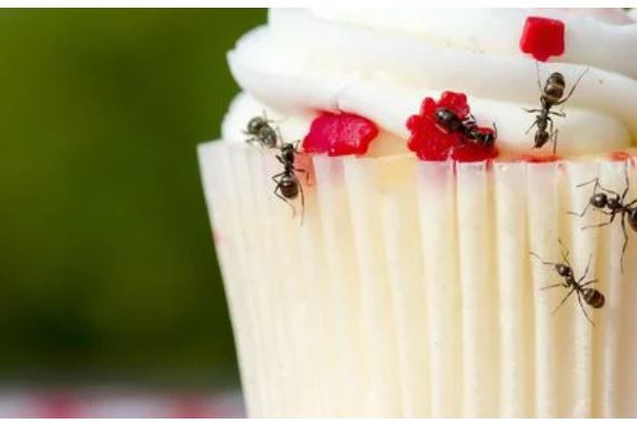 Common Summer Pests Coming Your Way (And How to Prevent Them)