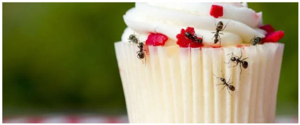 Common Summer Pests Coming Your Way (And How to Prevent Them)
