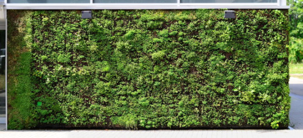 Everything You Need to Know About Living Plant Walls