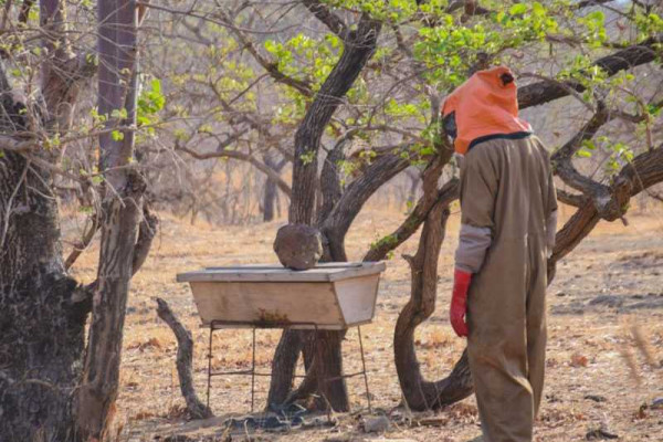 World Vision’s Re-greening Africa Project benefits farmers in Bawku West and Garu-Tempane Districts