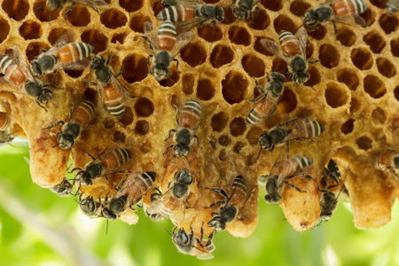 How to Get Rid of Bees Naturally