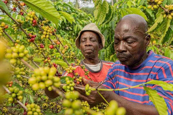 Nestle Launches NESCAFÉ Plan 2030 to Help Drive Regenerative Agriculture, Reduce Greenhouse Gas...