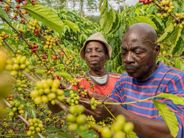 Nestle Launches NESCAFÉ Plan 2030 to Help Drive Regenerative Agriculture, Reduce Greenhouse Gas...