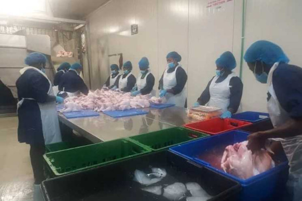 Nkoko Nkitinkiti Initiative: Broiler Processing Project takes off …targets 18m birds this year