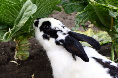 How to Keep Rabbits Out of Vegetable Gardens