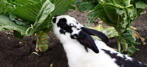 How to Keep Rabbits Out of Vegetable Gardens
