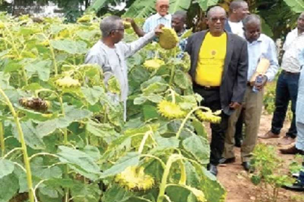 $4m sunflower imported into country annually