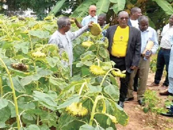 $4m sunflower imported into country annually