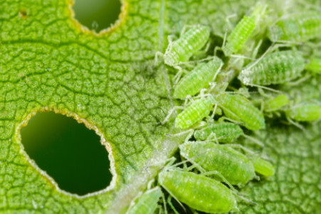 Worst Garden Pests (And How to Get Rid of Them)