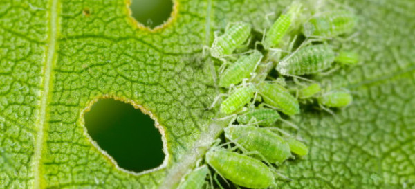 Worst Garden Pests (And How to Get Rid of Them)