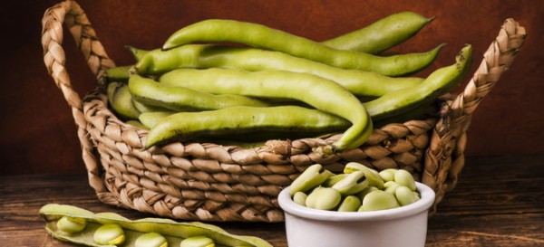 How to Harvest Fava Beans
