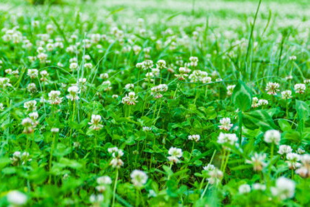 How to Plant and Grow a Clover Lawn